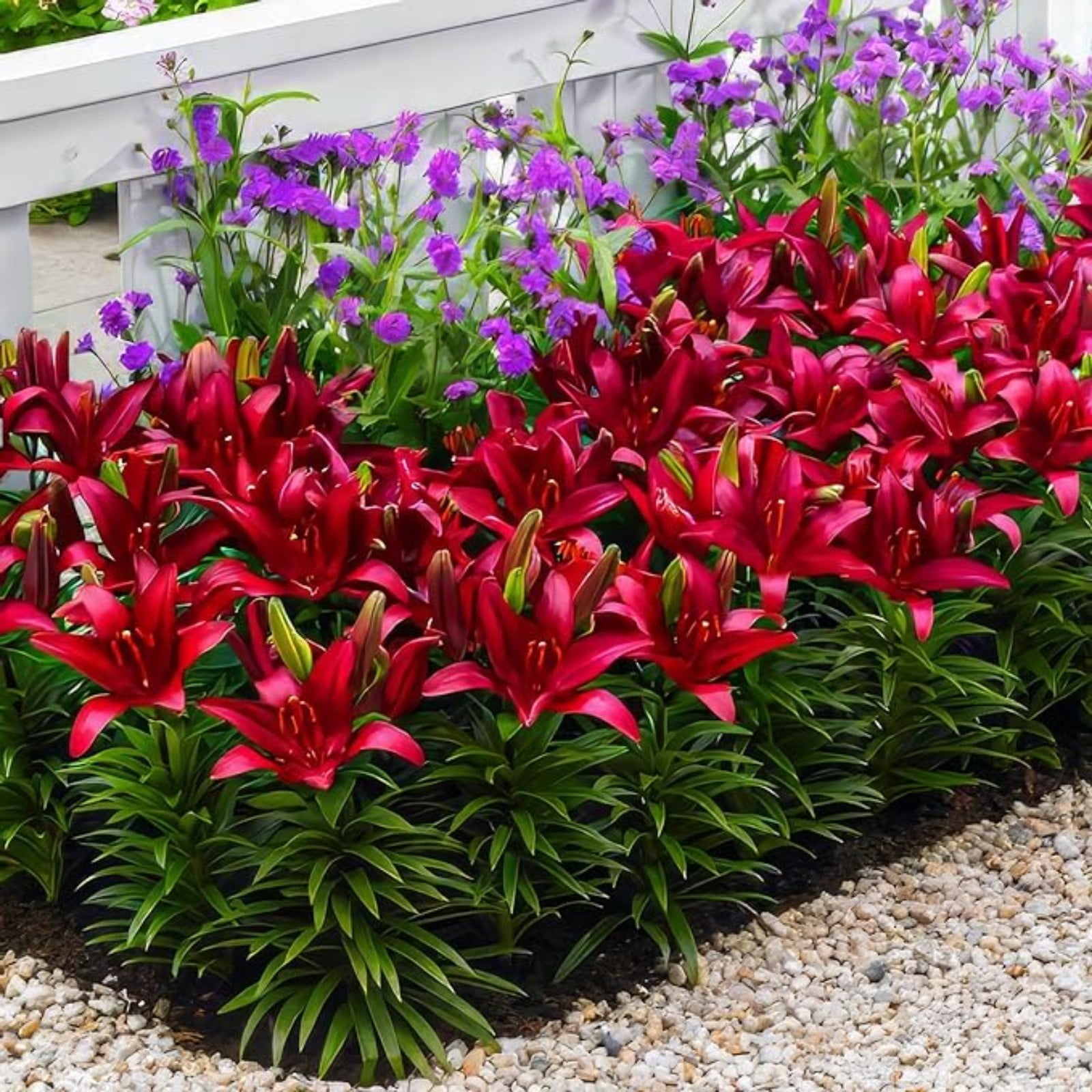 Tiger Lily Bulbs For Planting,Lily Bulbs For Planting Outdoors