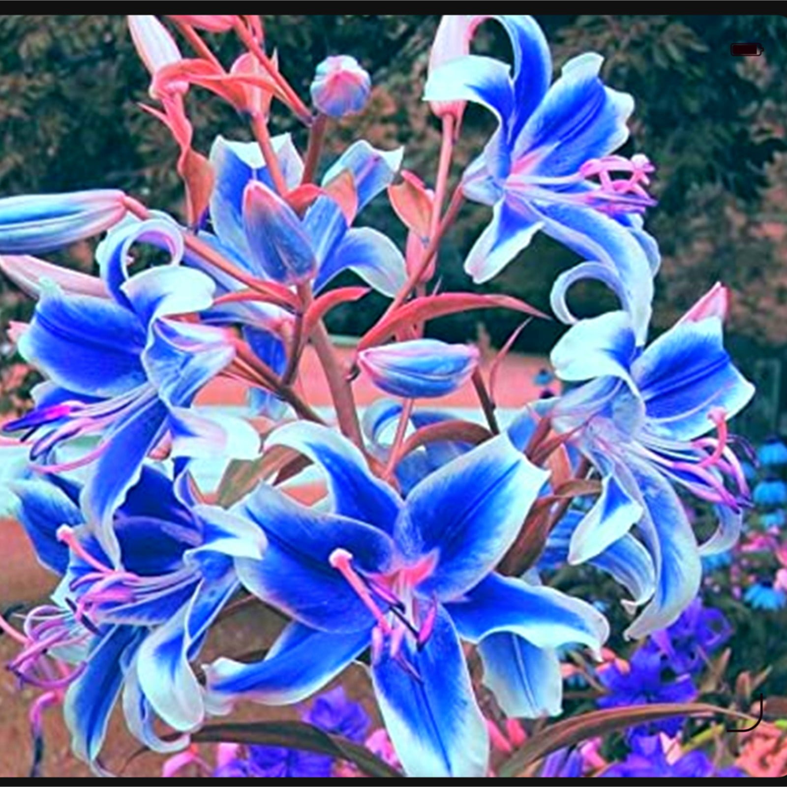 Tiger Lily Bulbs For Planting,Lily Bulbs For Planting Outdoors