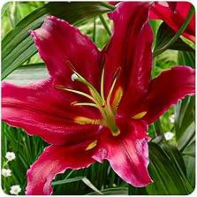 Tiger Lily Bulbs For Planting,Lily Bulbs For Planting Outdoors