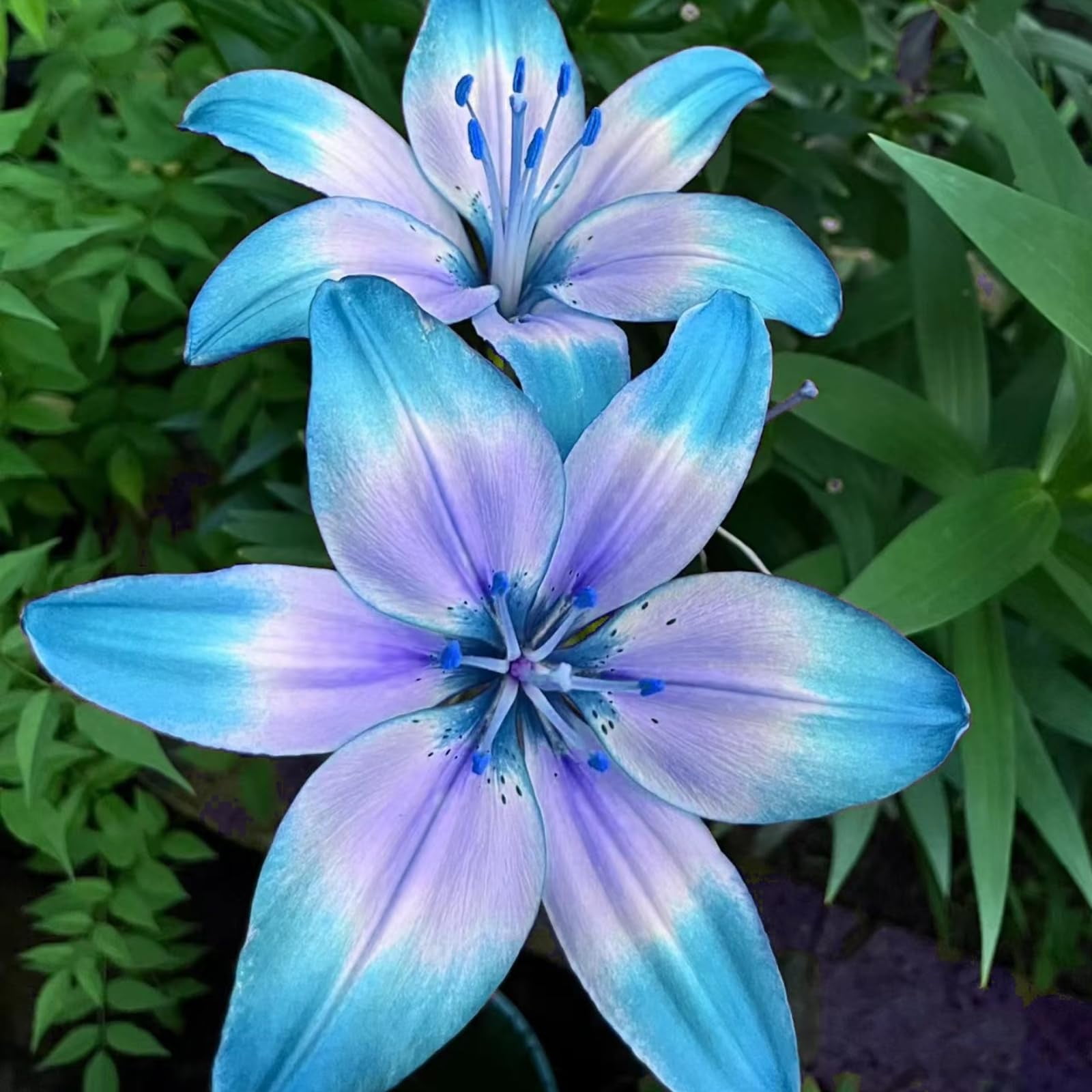 Tiger Lily Bulbs Lily Bulbs Bulk Lily Bulbs Lily Bulbs For Sale Lilies