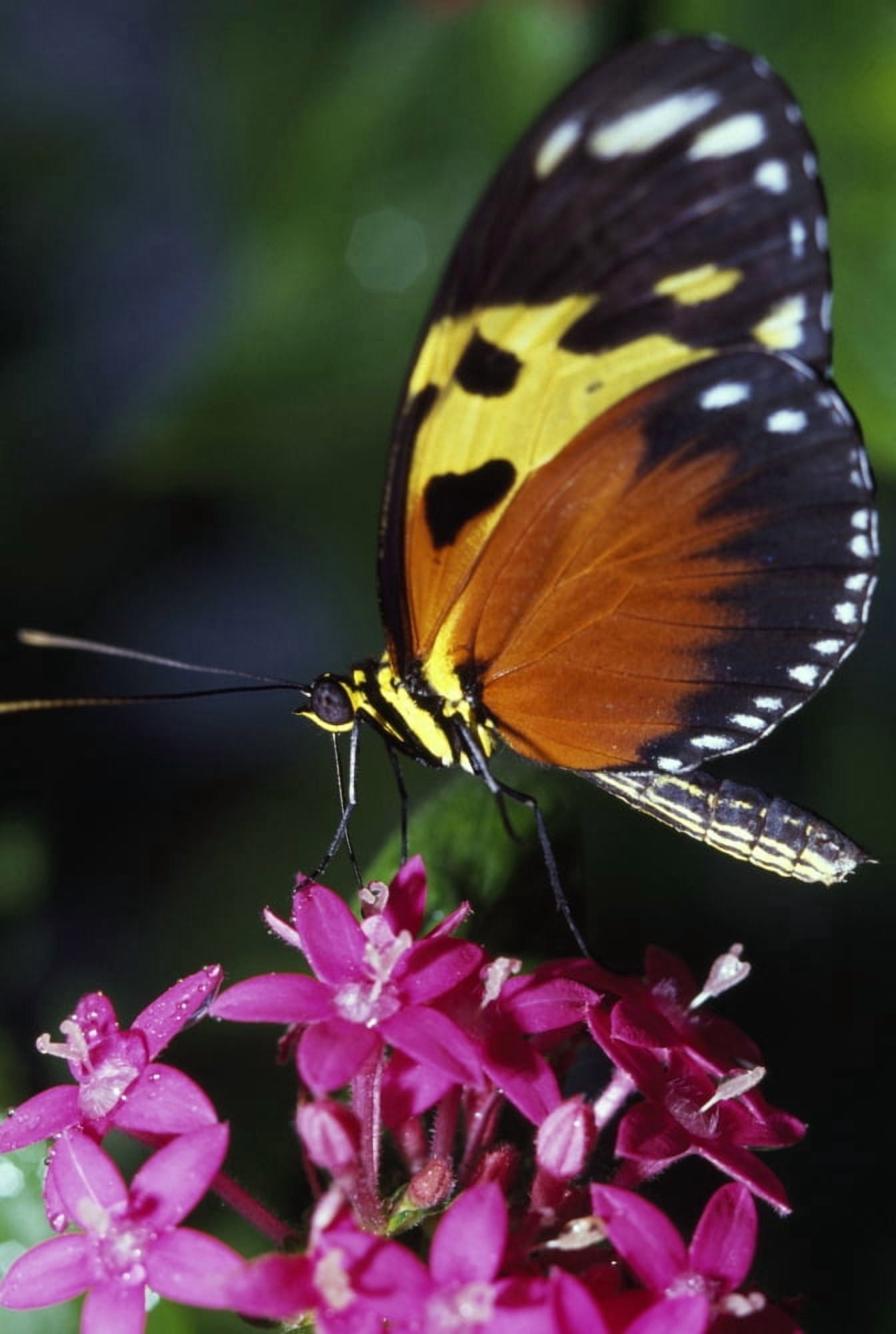 Tiger Longwing Butterfly Canvas Art - Natural Selection Ralph Curtin Design Pics (12 x 18)