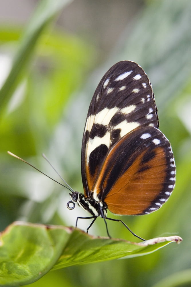Tiger Longwing Butterfly (Heliconius Hecale) Resting On Leaf Niagara Butterfly Conservatory Niagara Falls Ontario Canada Canvas Art - Henry Georgi Photography Inc Design Pics (11 x 17)