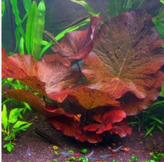 Tiger Lotus (Nymphaea Zenkeri) – Live Aquarium Plant, Red Lily Aquatic Plant for Freshwater Tanks