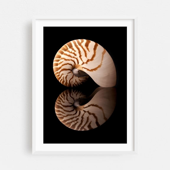 Tiger Nautilus shell and reflection - Photography Nautical Marine Life Coastal Pattern Abstract Minimalist Aquatic White Framed Wall Art Print 24 x 36 inches