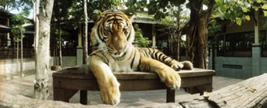 Tiger (Panthera tigris) in a tiger reserve Tiger Kingdom Chiang Mai Thailand Canvas Art - Panoramic Images (30 x 12)