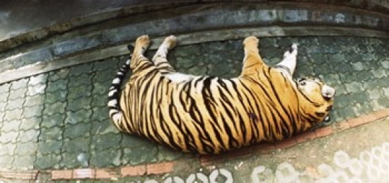 Tiger (Panthera tigris) sleeping in a tiger reserve Tiger Kingdom Chiang Mai Thailand Canvas Art - Panoramic Images (24 x 12)