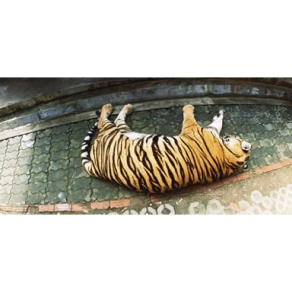 Tiger (Panthera tigris) sleeping in a tiger reserve, Tiger Kingdom, Chiang Mai, Thailand Poster Print (12 x 6)