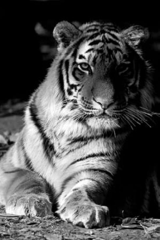 Tiger Repose Canvas Art - Danita Delimont (12 x 18)