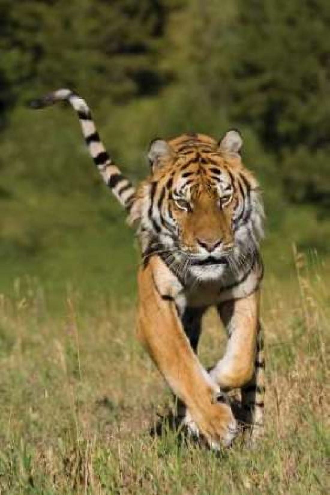 Tiger Run Canvas Art - Susann Parker (24 x 36)