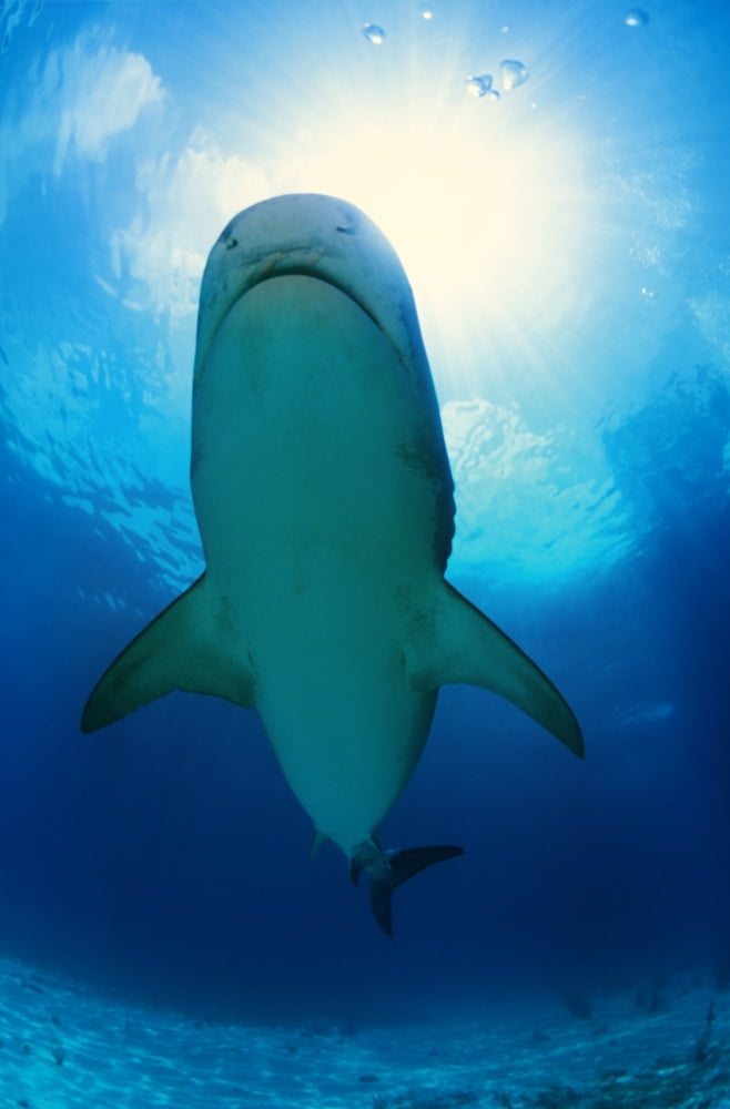 Tiger Shark Canvas Art - Carson Ganci Design Pics (22 x 34)