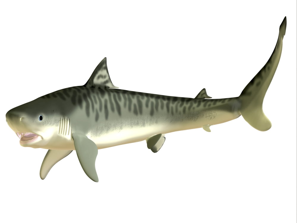 Tiger Shark Canvas Art - Corey FordStocktrek Images (17 x 13)