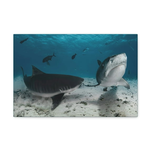 Tiger Shark Couple Tiger Shark Couple Print Animal Wall Art Wildlife Canvas Prints Wall Art Ready to Hang Unframed