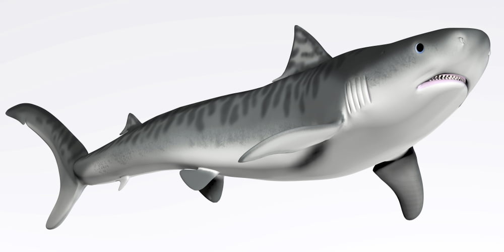 Tiger Shark Profile Canvas Art - Corey FordStocktrek Images (40 x 20)