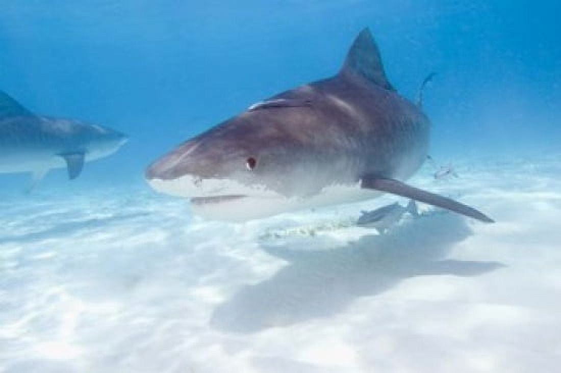 Tiger Sharks Northern Bahamas Canvas Art - Stuart Westmorland DanitaDelimont (35 x 23)