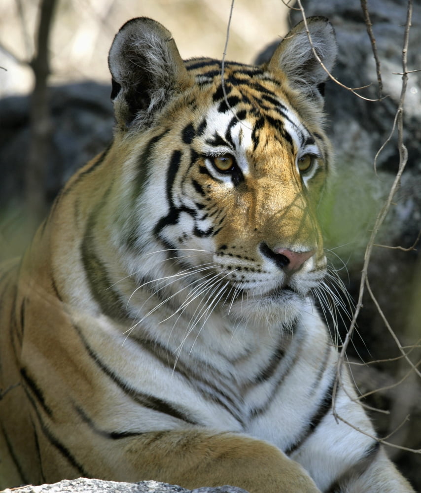 Tiger Sitting Amongst Leaves Close Up Canvas Art - Chris Caldicott Design Pics (28 x 32)
