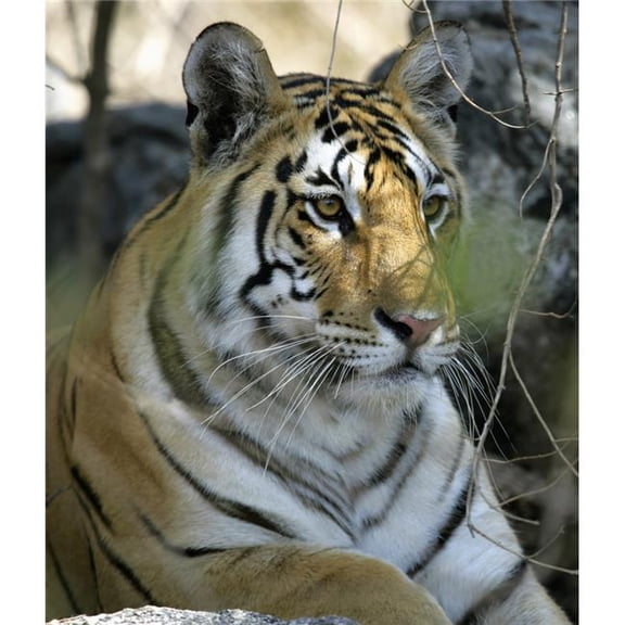 Tiger Sitting Amongst Leaves, Close Up Poster Print, 28 x 32 - Large