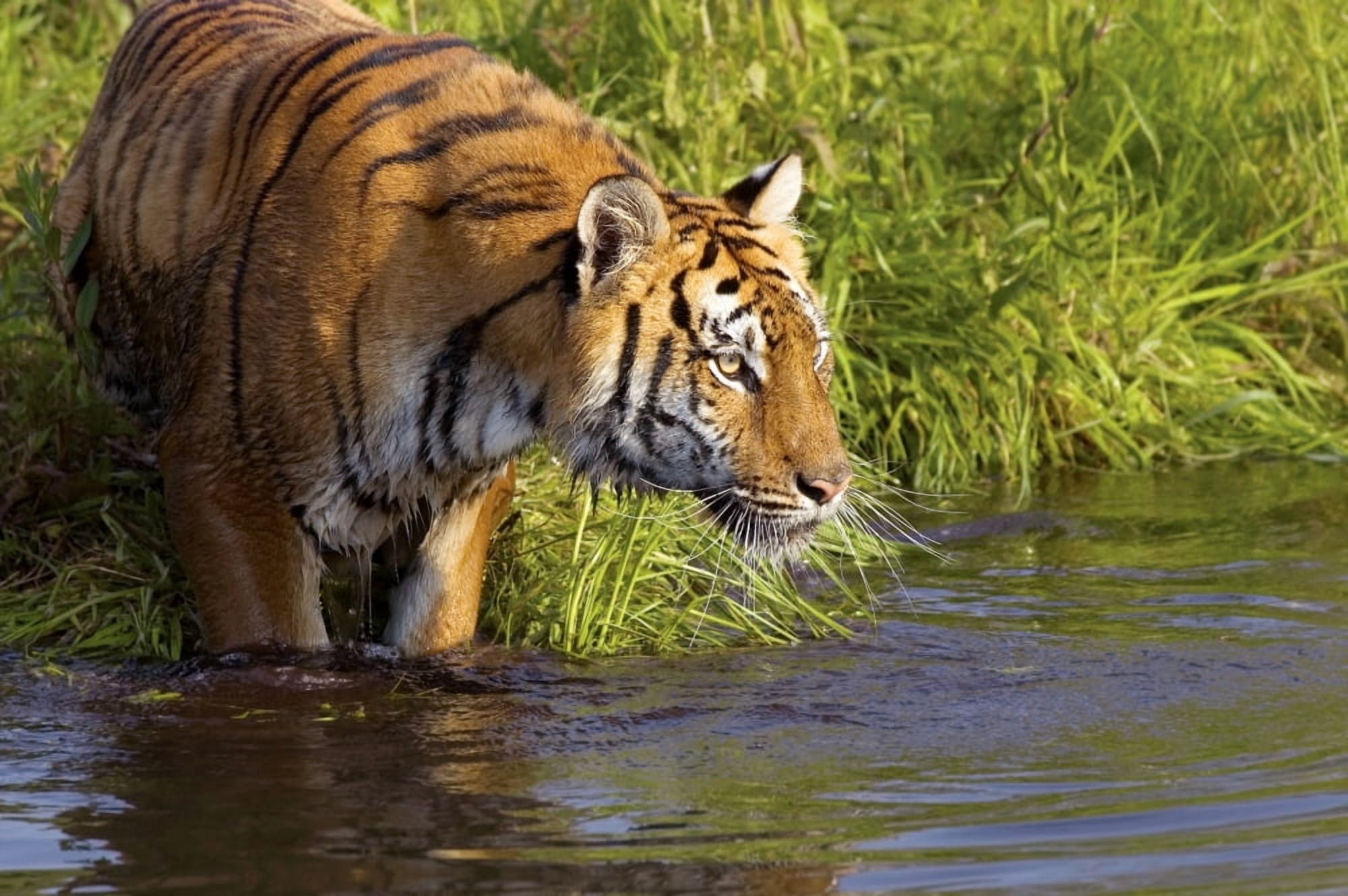 Tiger Standing In Water Canvas Art - John Pitcher Design Pics (34 x 22)