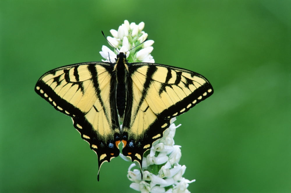 Tiger Swallowtail Butterfly British Columbia Canvas Art - Mike Grandmaison Design Pics (18 x 12)