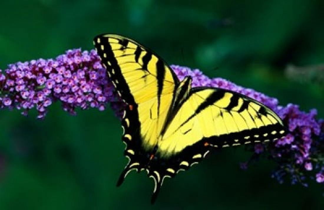 Tiger Swallowtail Butterfly Canvas Art - Panoramic Images (19 x 12)
