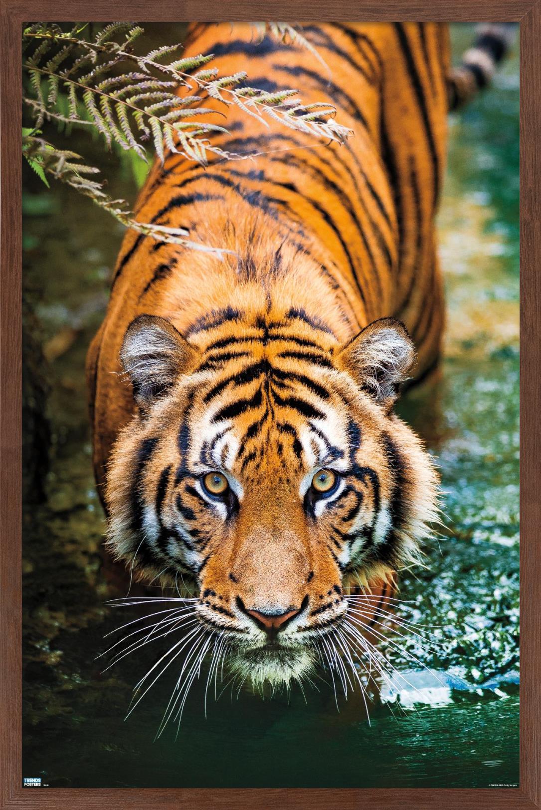 Tiger - Water Wall Poster, 14.725" x 22.375", Framed