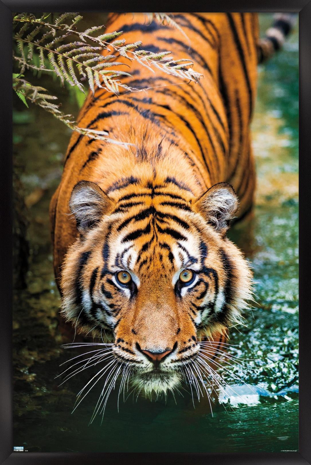 Tiger - Water Wall Poster, 14.725" x 22.375", Framed