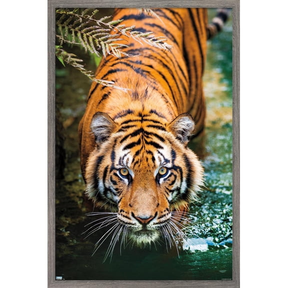 Tiger - Water Wall Poster, 22.375" x 34", Framed