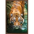 thumbnail image 1 of Tiger - Water Wall Poster, 22.375" x 34", Framed, 1 of 5