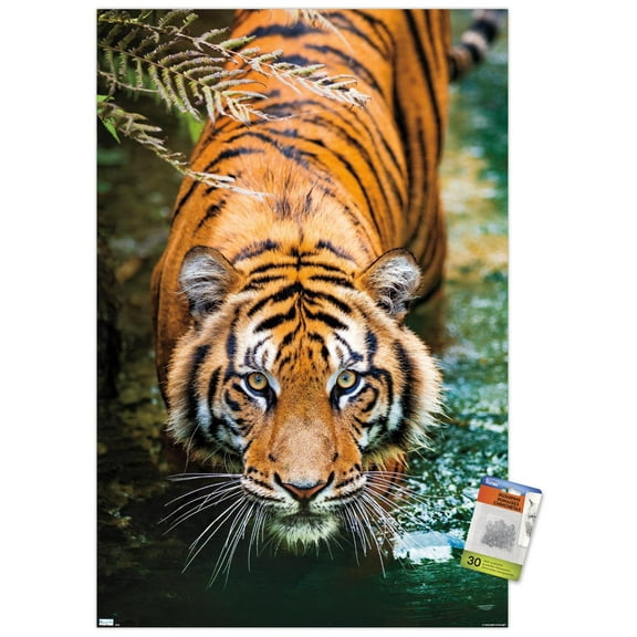 Tiger - Water Wall Poster with Push Pins, 22.375" x 34"