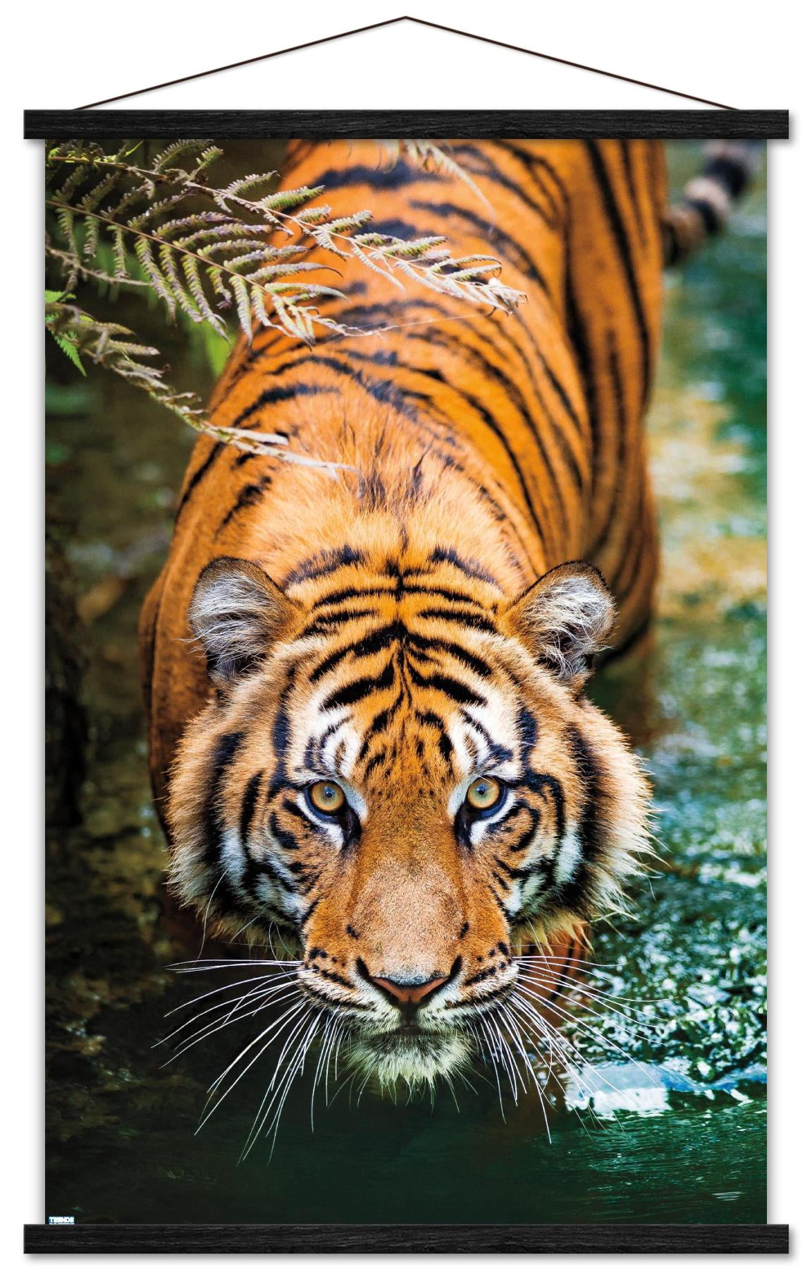 Tiger - Water Wall Poster with Magnetic Frame, 22.375" x 34"