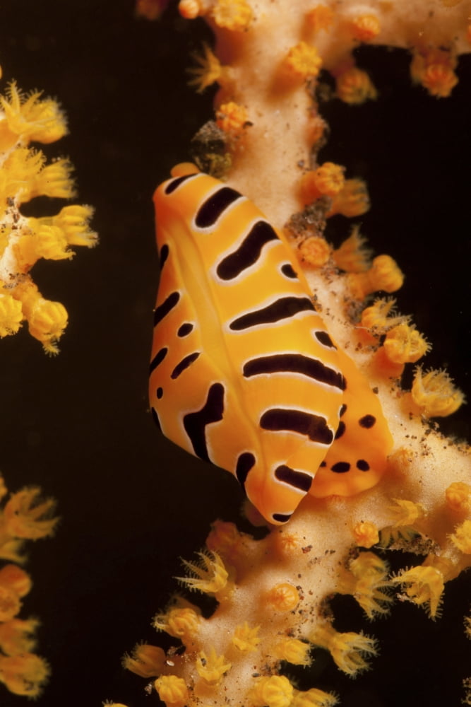 Tiger cowrie on yellow sea fan Bali Indonesia Canvas Art - Mathieu MeurStocktrek Images (12 x 18)