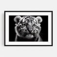 thumbnail image 1 of Tiger cub in close-up 02 - Photography Tiger Animal Wildlife Portrait Black and White Nature Illustration Black Framed Wall Art Print 12 x 18 inches, 1 of 4