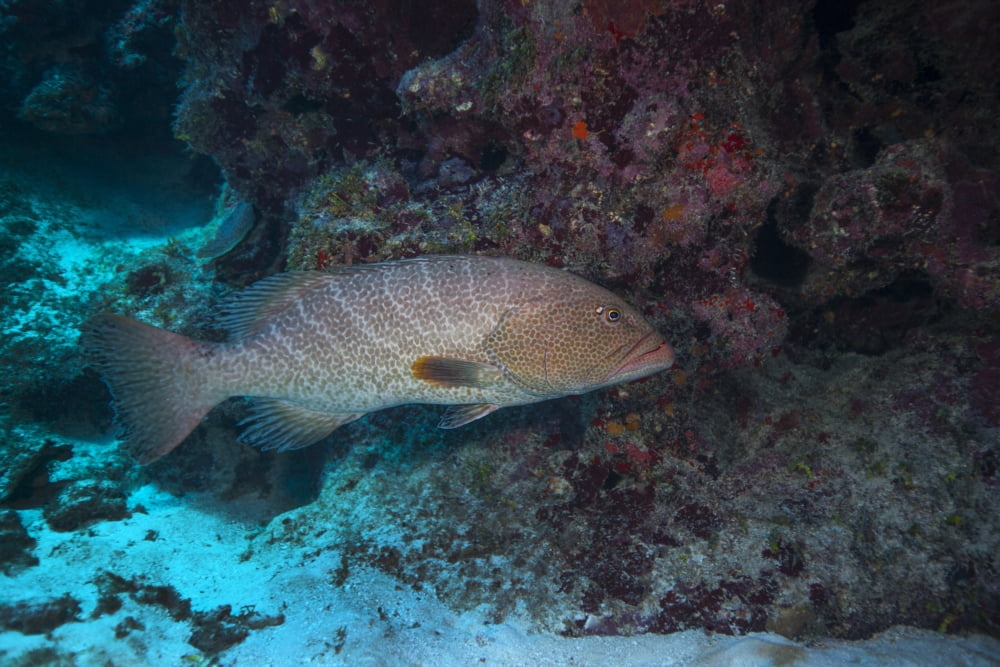 Tiger grouper swimming along the bottom of a cavern Canvas Art - Michael WoodStocktrek Images (35 x 23)
