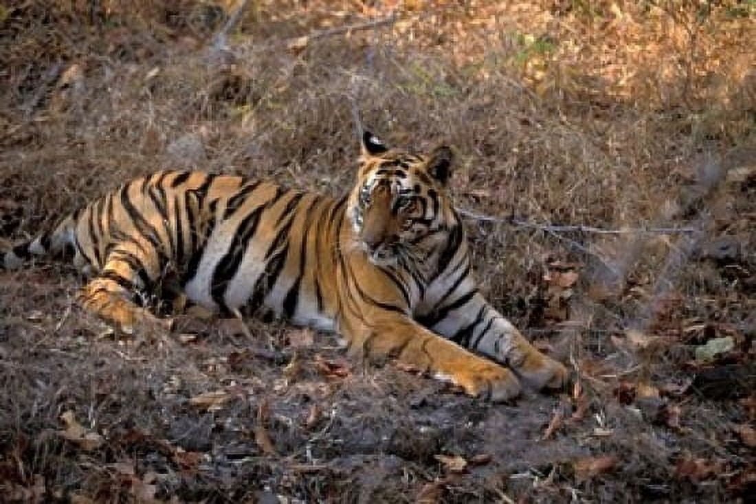 Tiger in Ranthambore National Park India Canvas Art - Gavriel Jecan DanitaDelimont (27 x 18)