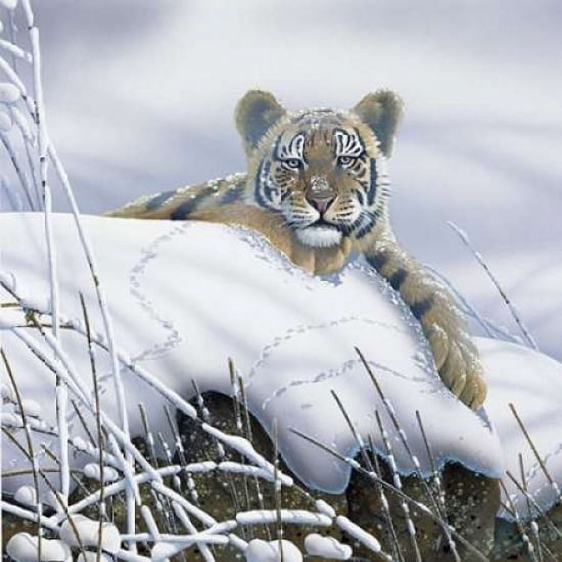 Tiger in the snow Canvas Art - Jan Weenink (24 x 24)