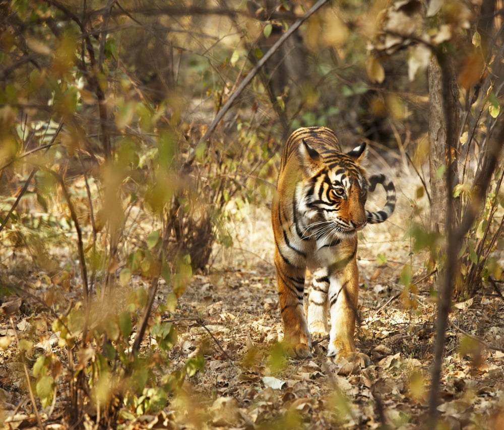 Tiger in the undergrowth at Ranthambore Park Rajasthan India Canvas Art - Andy Kerry Design Pics (16 x 14)