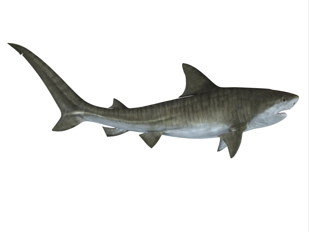 Tiger shark illustration Canvas Art - Corey FordStocktrek Images (16 x 12)