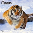 thumbnail image 1 of Tigers | 2026 12x24" (Hanging) Square Wall Calendar | Plastic-Free | BrownTrout, 1 of 9