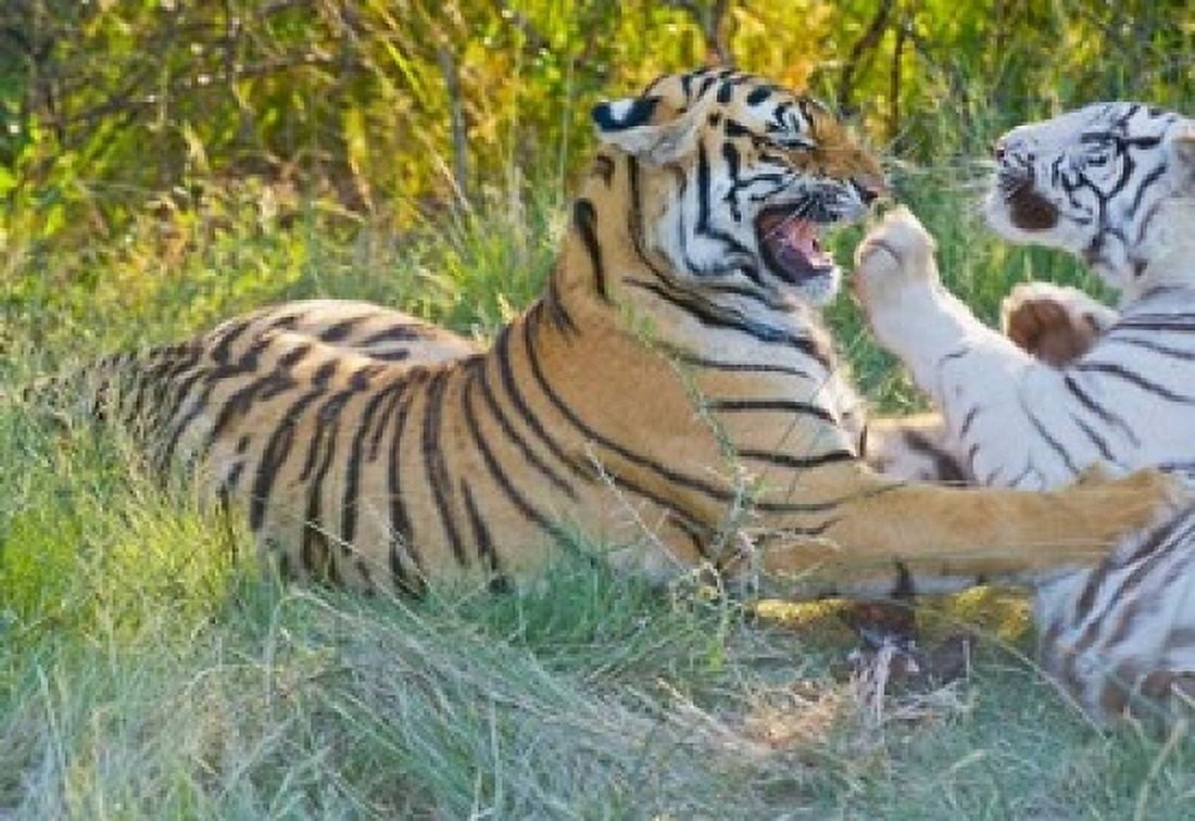 Tigers Snarling South Africa Canvas Art - Jan & Stoney Edwards DanitaDelimont (36 x 24)