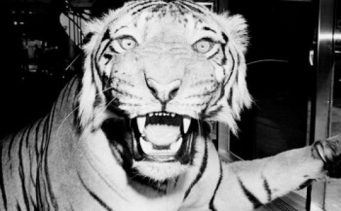 Tigers head Canvas Art - (18 x 24)