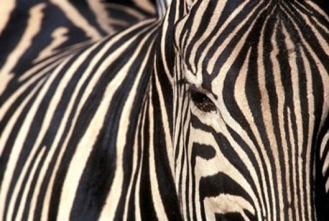Tight Portrait of Plains Zebra Khwai River Moremi Game Reserve Botswana Canvas Art - Paul Souders DanitaDelimont (18 x 12)