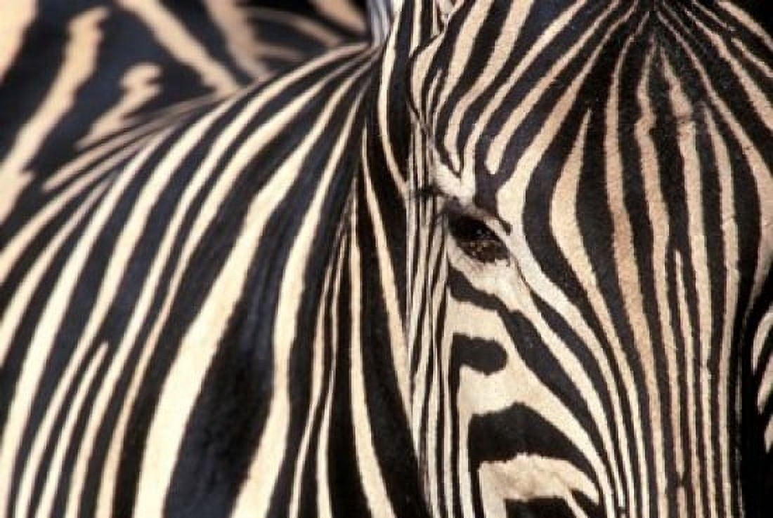 Tight Portrait of Plains Zebra Khwai River Moremi Game Reserve Botswana Canvas Art - Paul Souders DanitaDelimont (36 x 24)