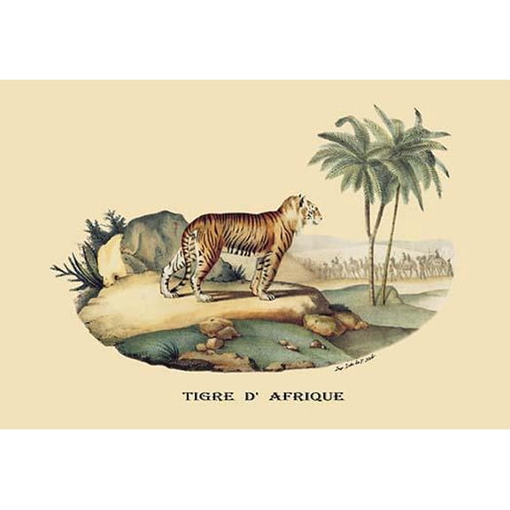 Tigre d'Afrique (Tiger)-Fine Art Canvas Print (20" x 30")