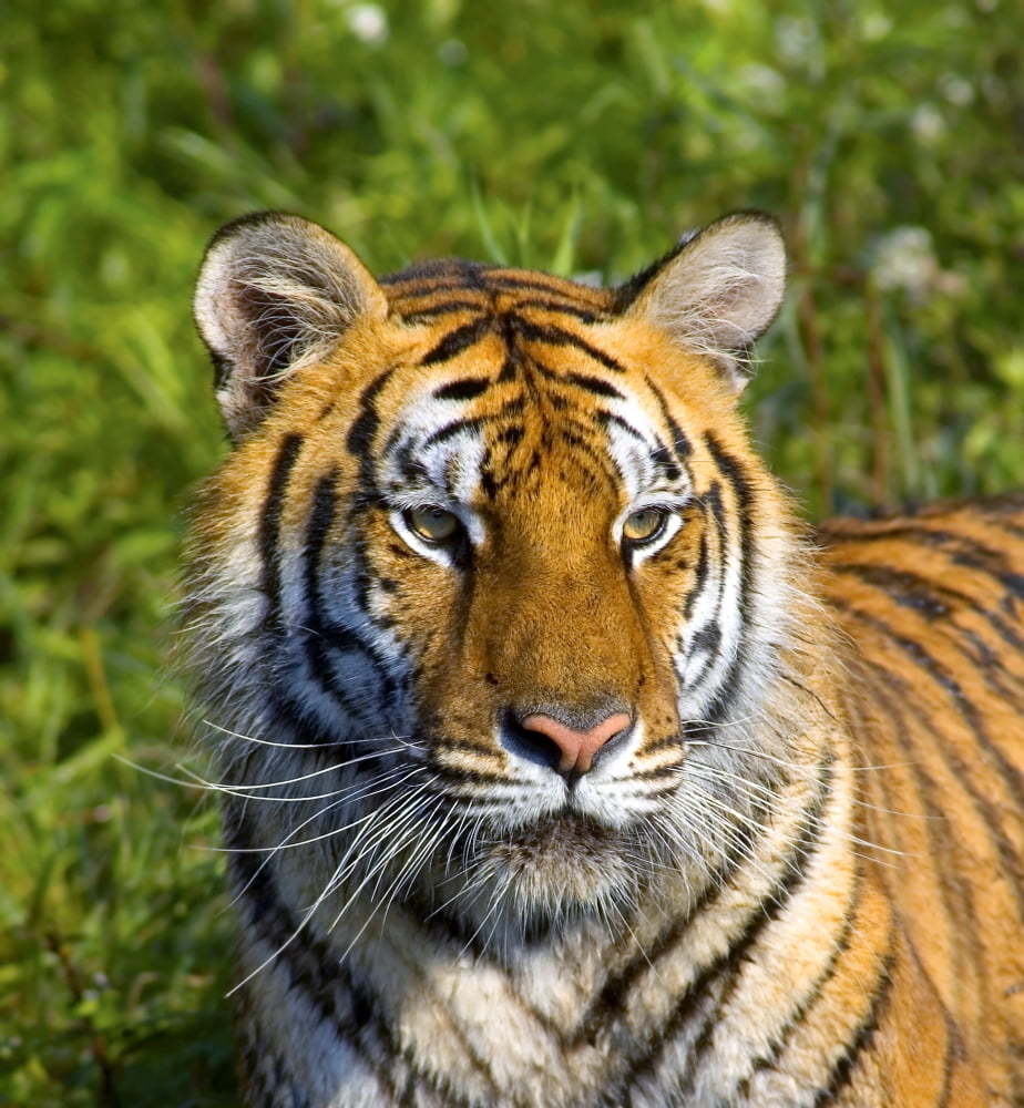 Tigress Canvas Art - John Pitcher  Design Pics (26 x 28)