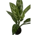 thumbnail image 1 of Tigress Chinese Evergreen Plant - Aglaonema - Low Light - 4" Pot, 1 of 2