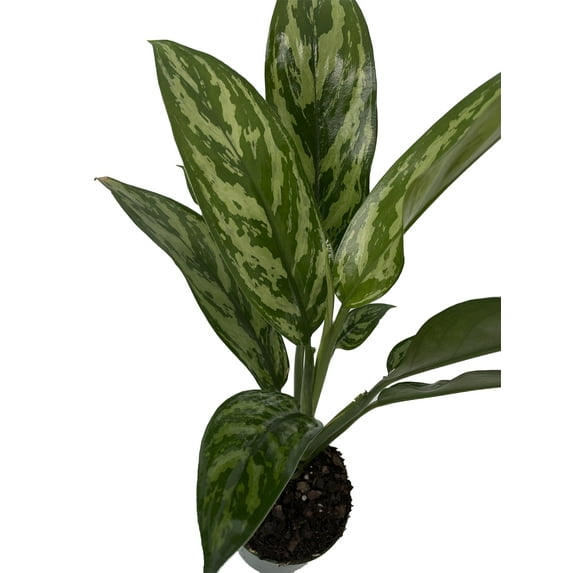 Tigress Chinese Evergreen Plant - Aglaonema - Low Light - 4" Pot