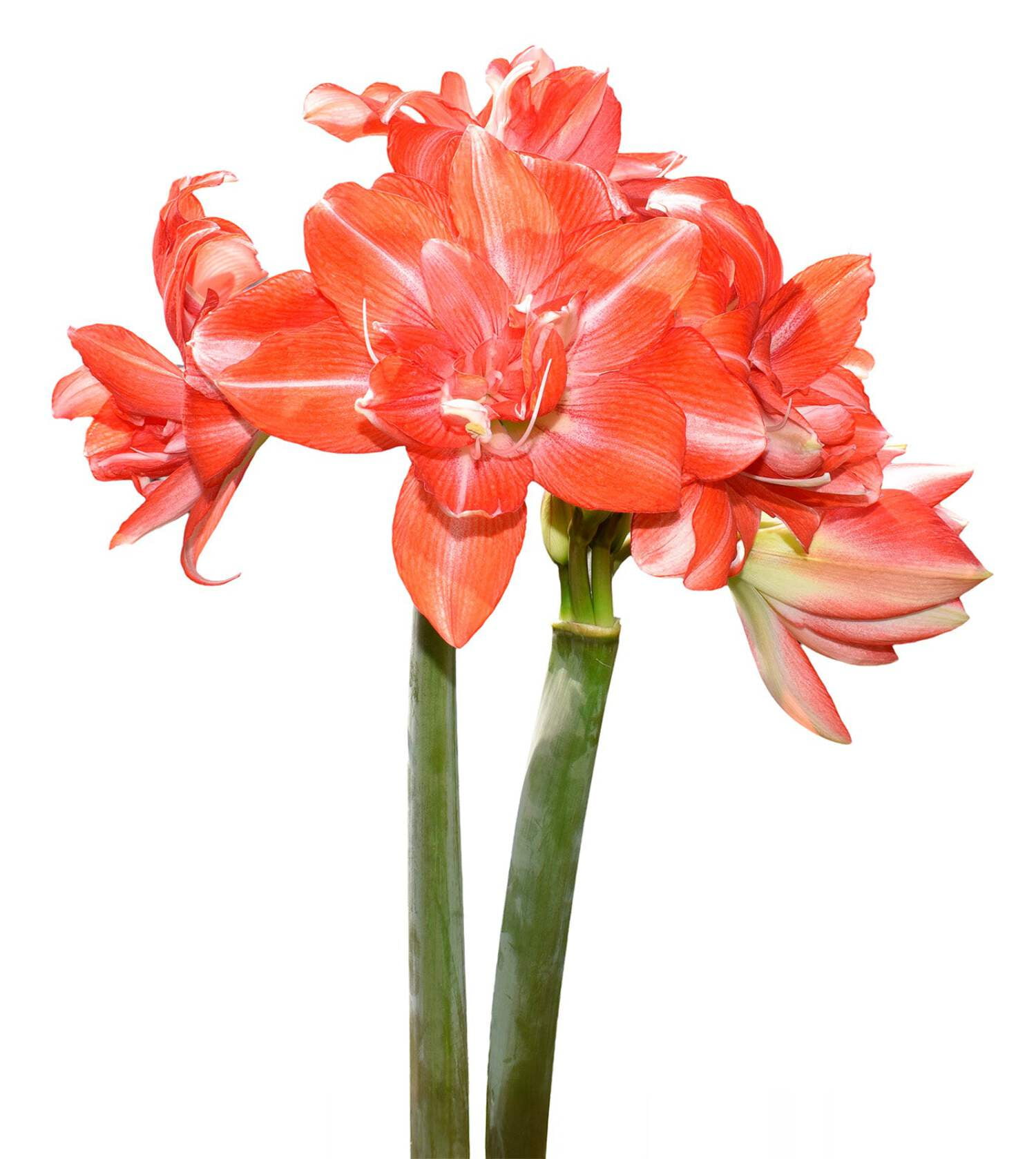 Tika Dream Amaryllis - 28-32 cm bulb - Walmart.com