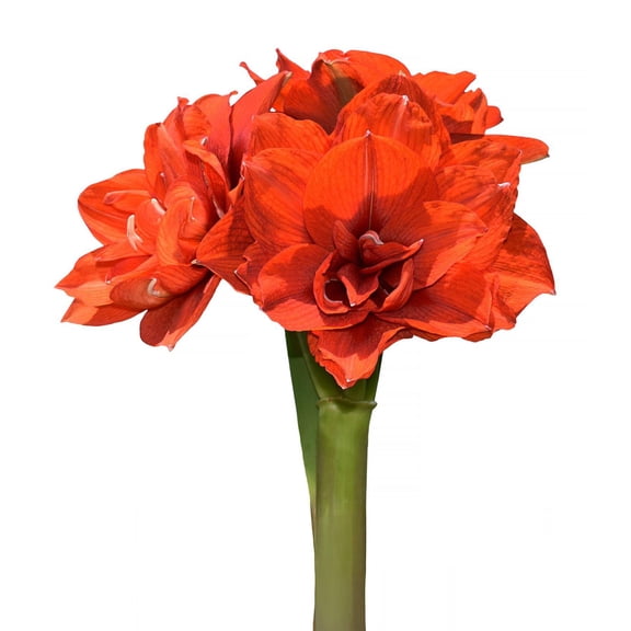 Tika Magic Amaryllis - 28-32 cm bulb