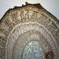 thumbnail image 1 of Tilia, 3-Year Stem - Prepared Microscope Slide - 75 x 25mm - Biology & Microscopy - Eisco Labs, 1 of 2