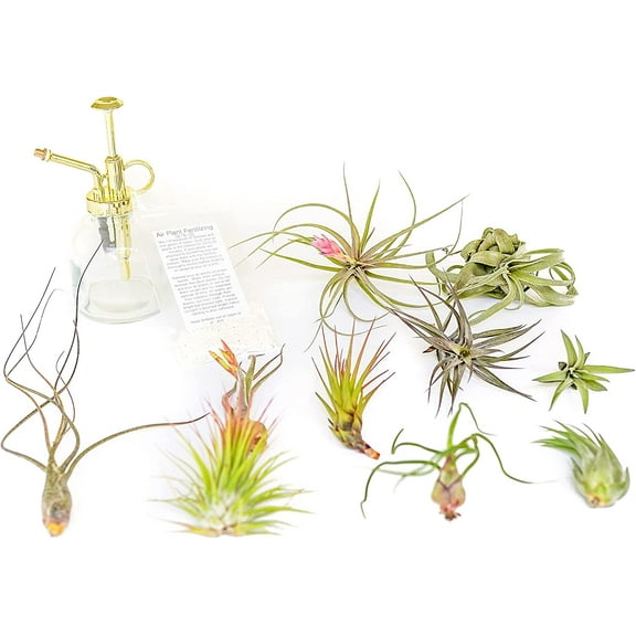 Tillandsia Air Plant Grab Bag of 10 Small & Medium Plants, Fertilizer & Air Plant Mister- Wholesale and Bulk - Home and Garden Decor - Easy Care Indoor and Outdoor Plants
