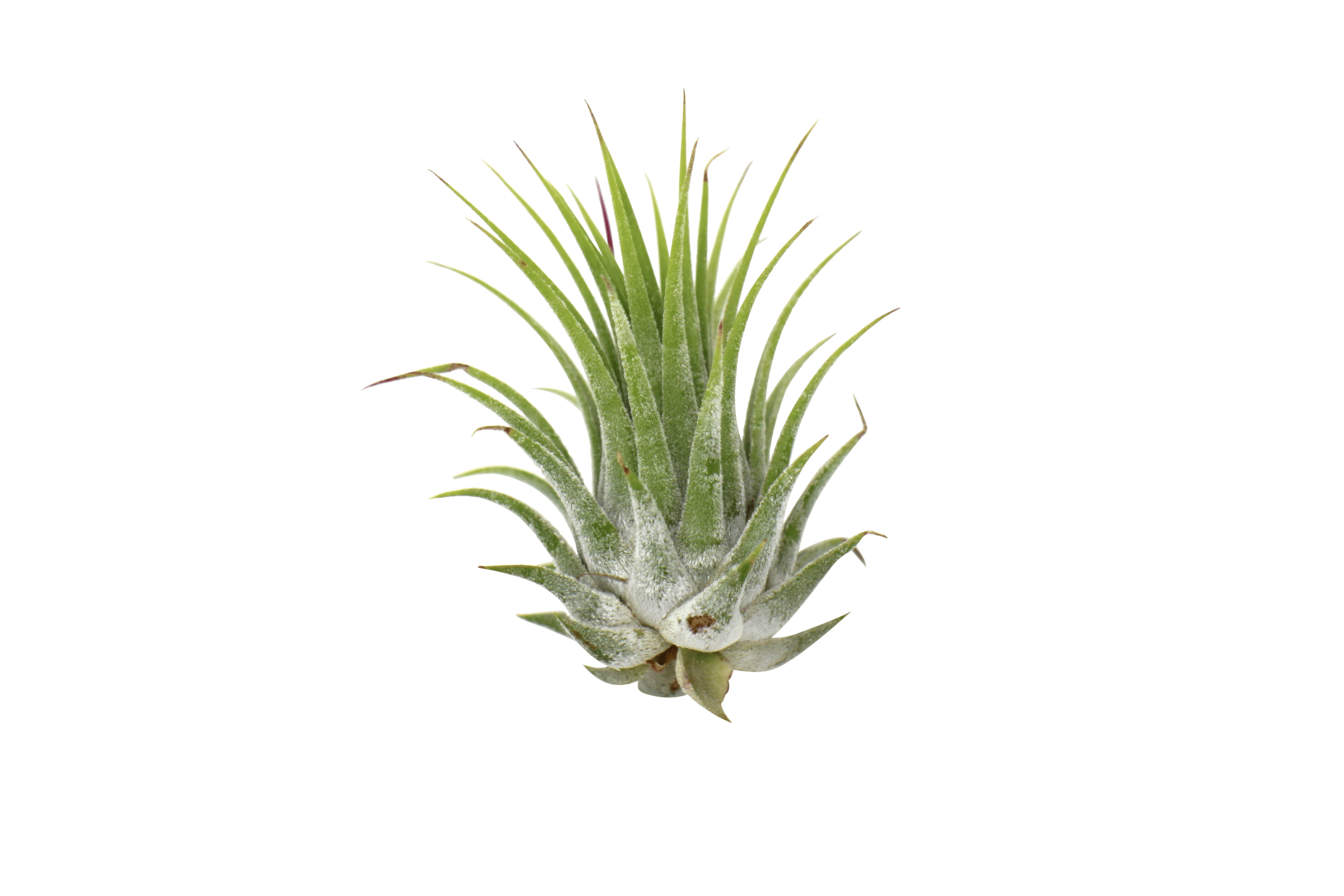 Tillandsia Air Plant Ionantha - 25 Pack - Walmart Business